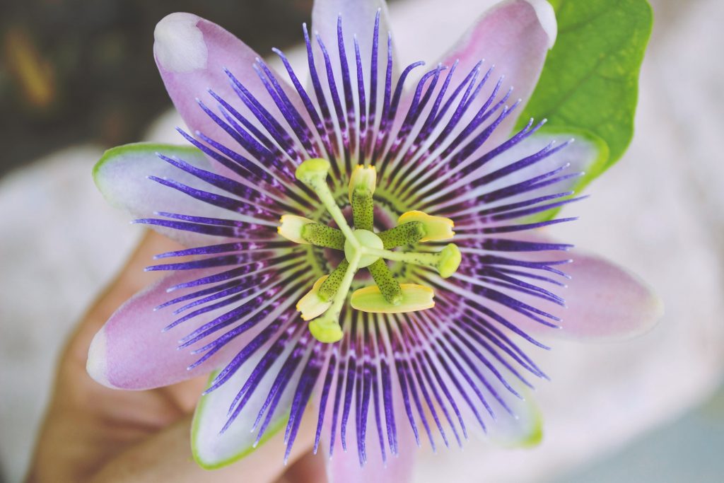 passionflower chill-tonic