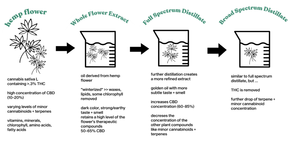 infographic explaining the cbd extraction process