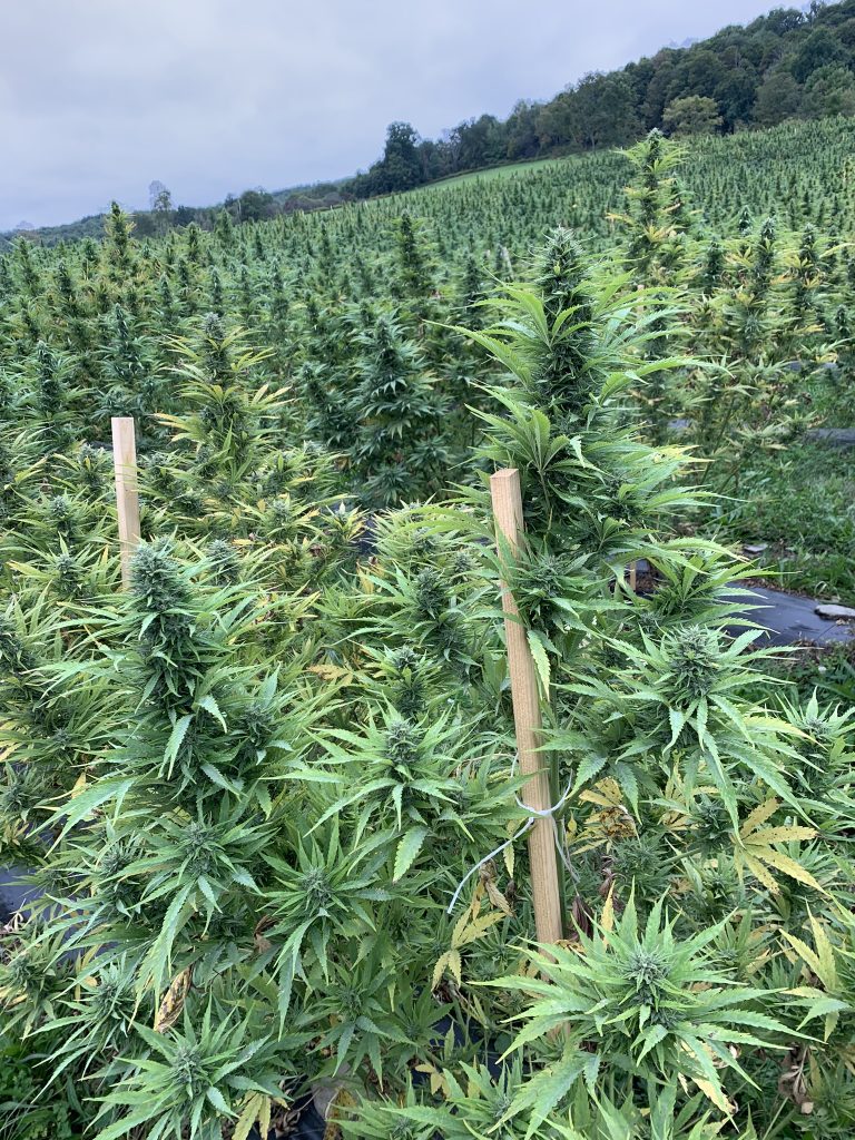 tricolla-farms hemp new york