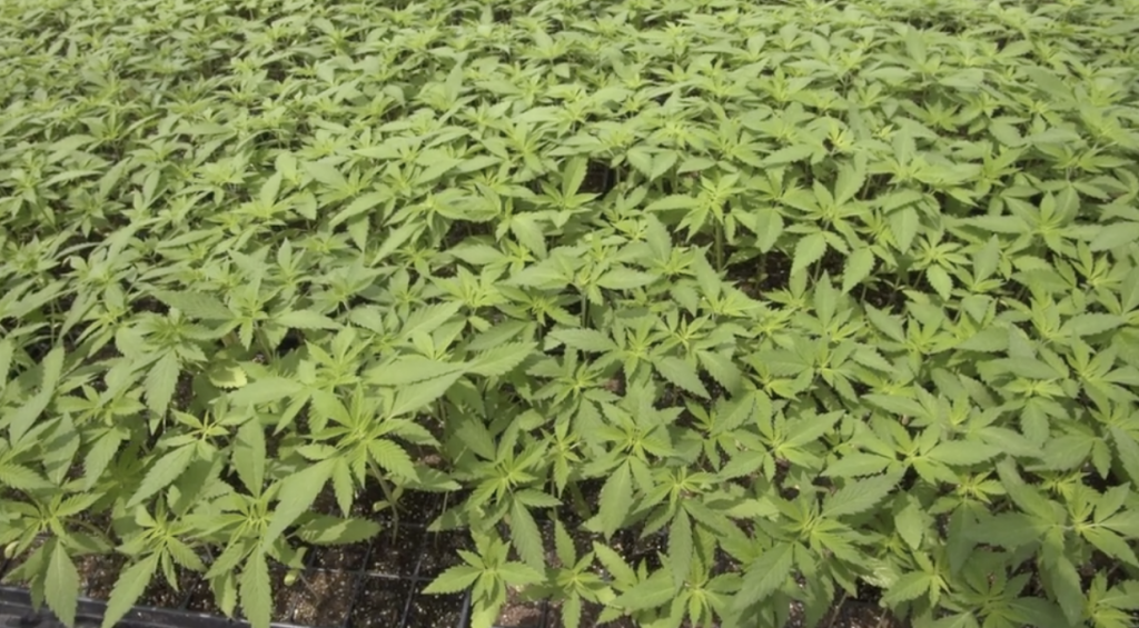 field of marijuana plants