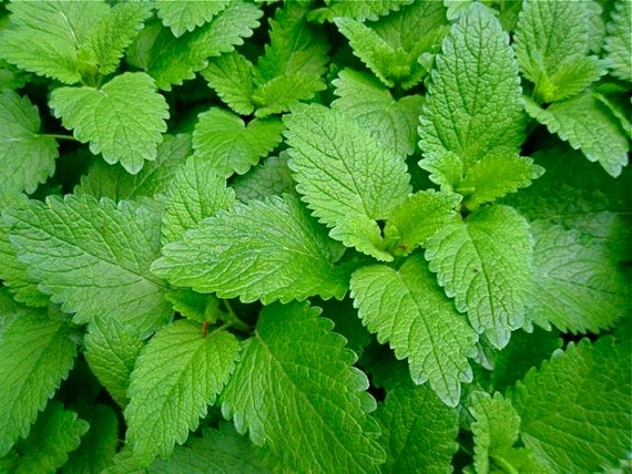 lemon-balm calming-herb in chill-tonic