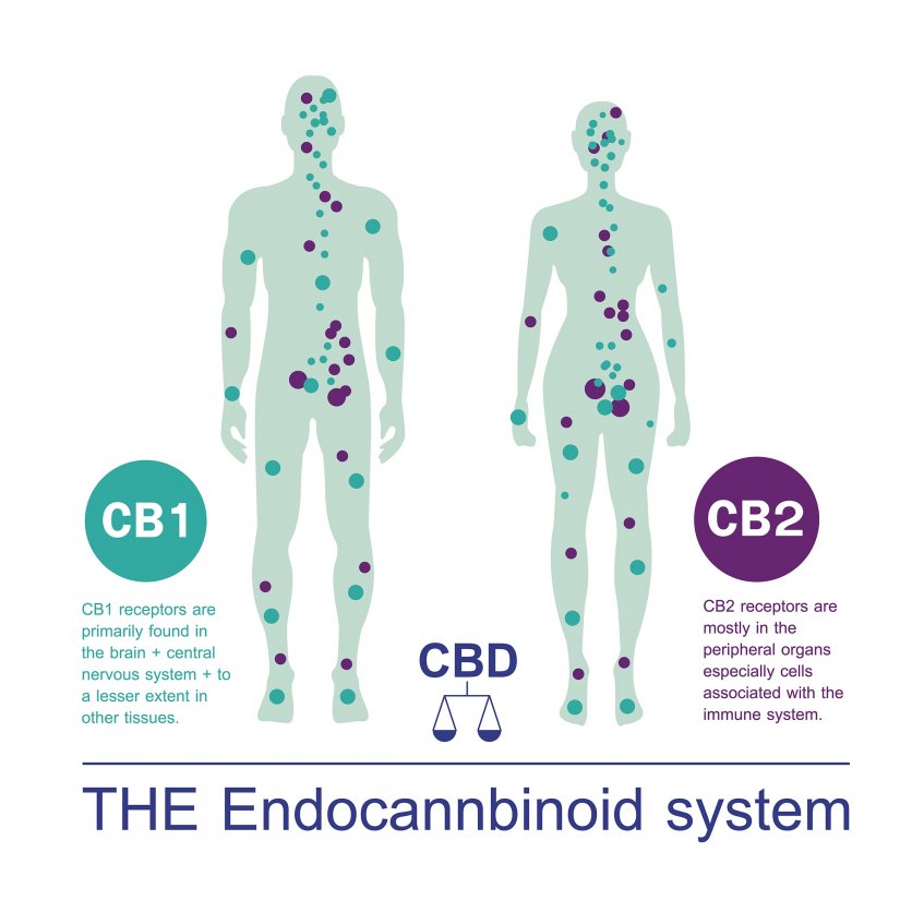 the endocannabinoid system cb1-receptors cb2-receptors