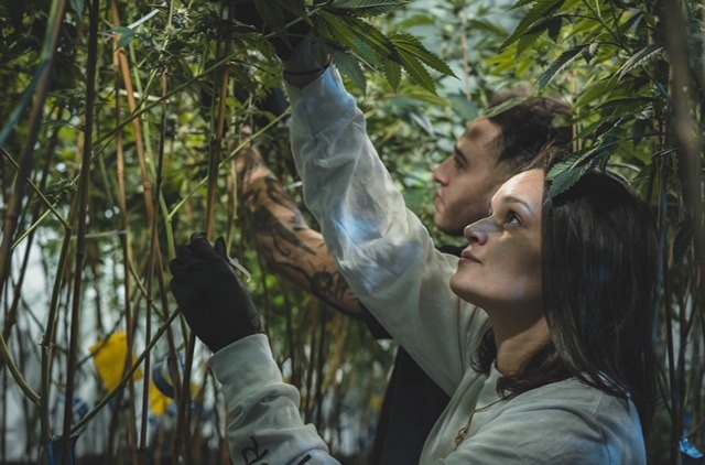 magic hour cannabis