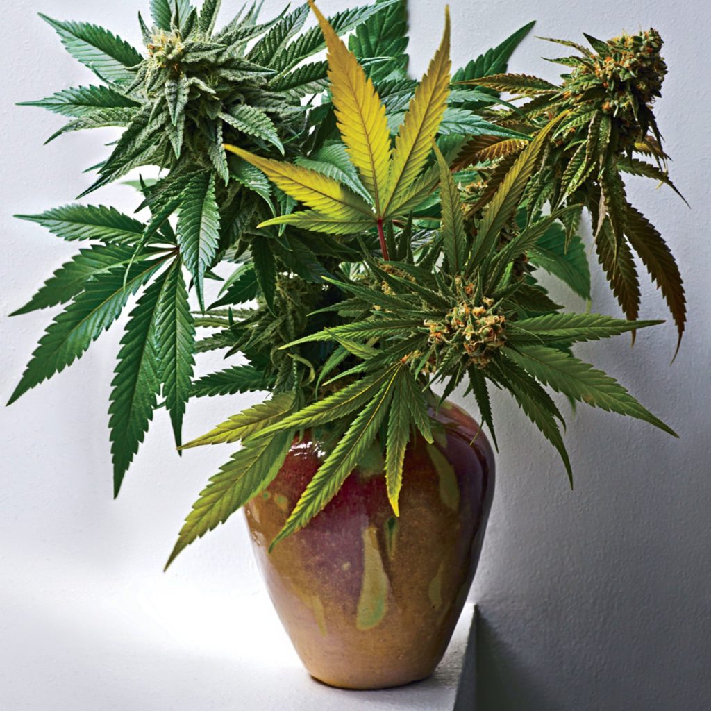 cannabis plant in a pot
