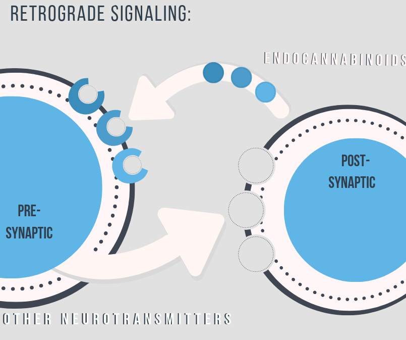 new-to-cbd retrograde signaling in the endocannabinoid system