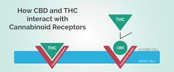 new-to-cbd tonic difference between thc and cbd