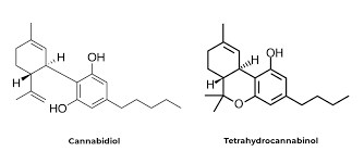 molecular structure of cannabinoids canabidiol - CBD - and tetrahydroncannabinol - THC