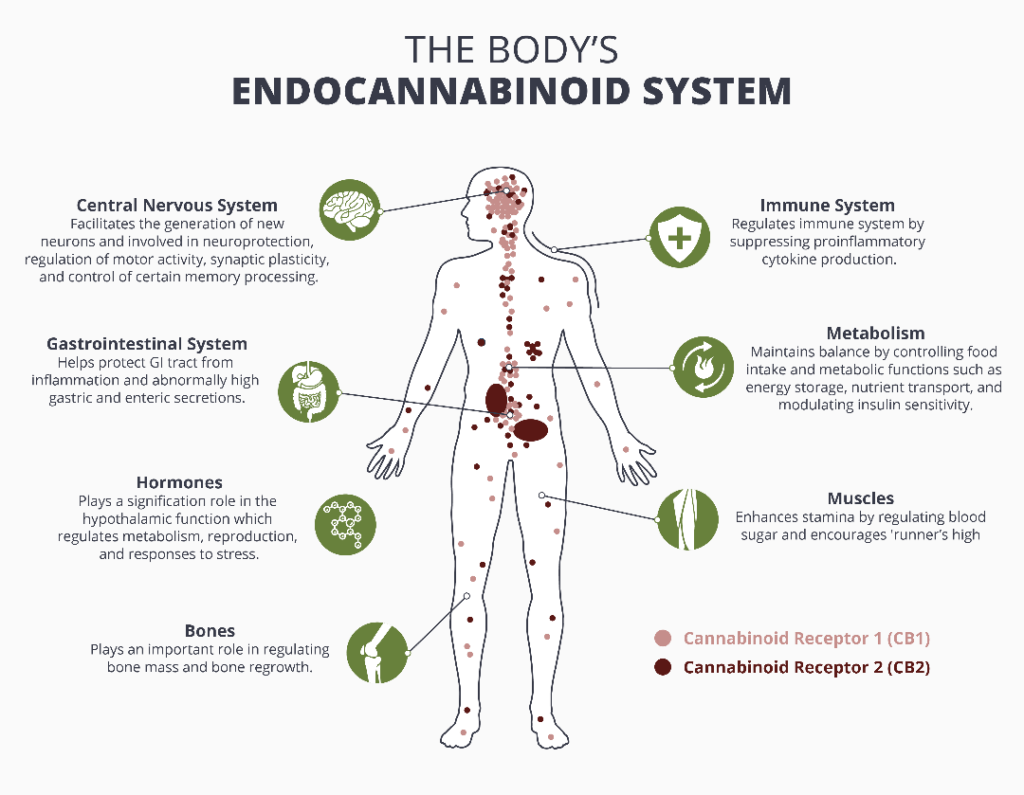 the endocannabinoid system cb1 and cb2 receptors and how cbd works