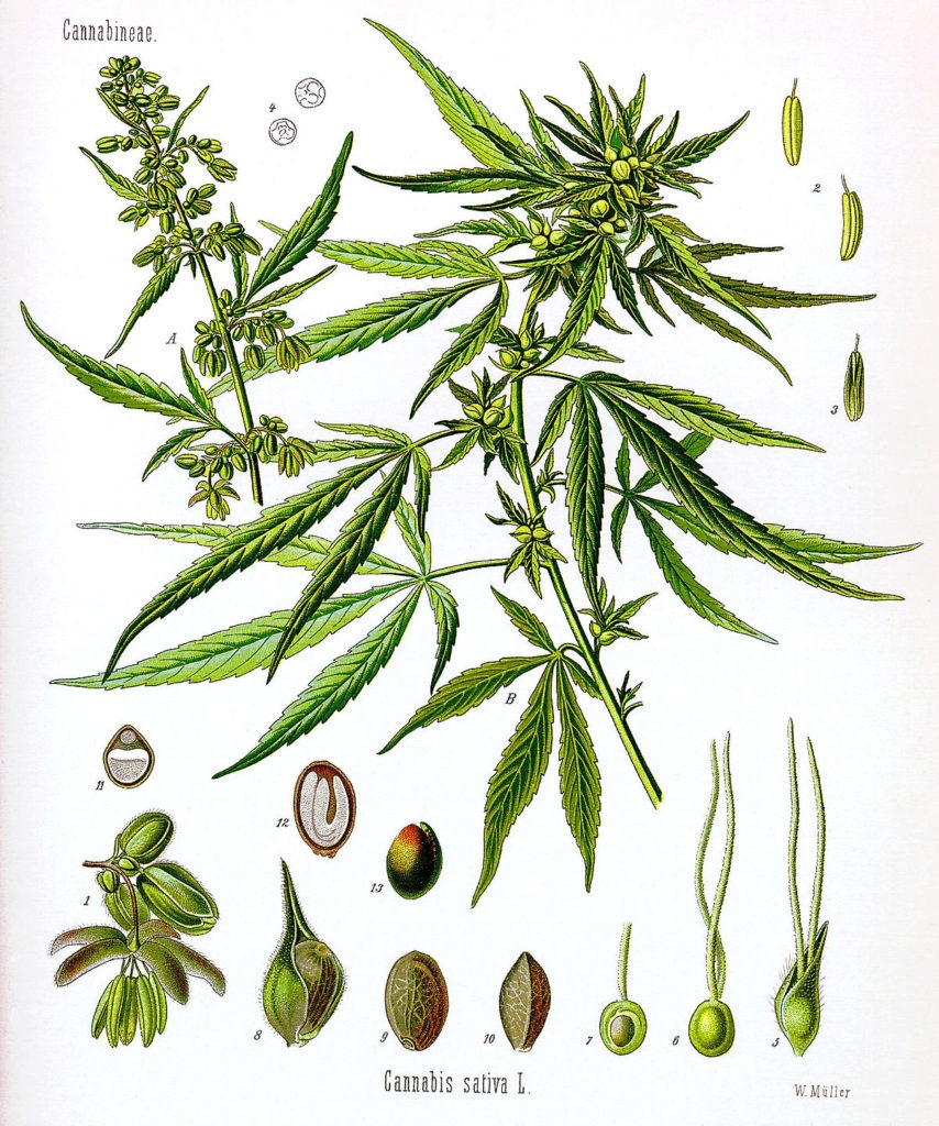 cannacaceae plant species cannabis sativa L