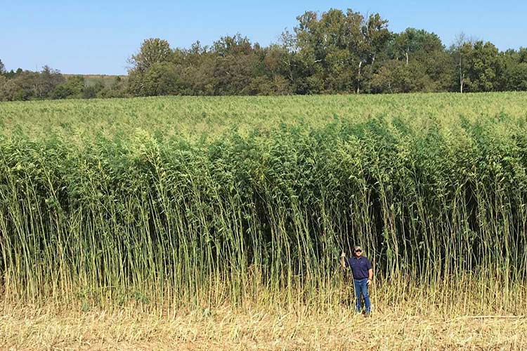 kentucky industrial-hemp farm