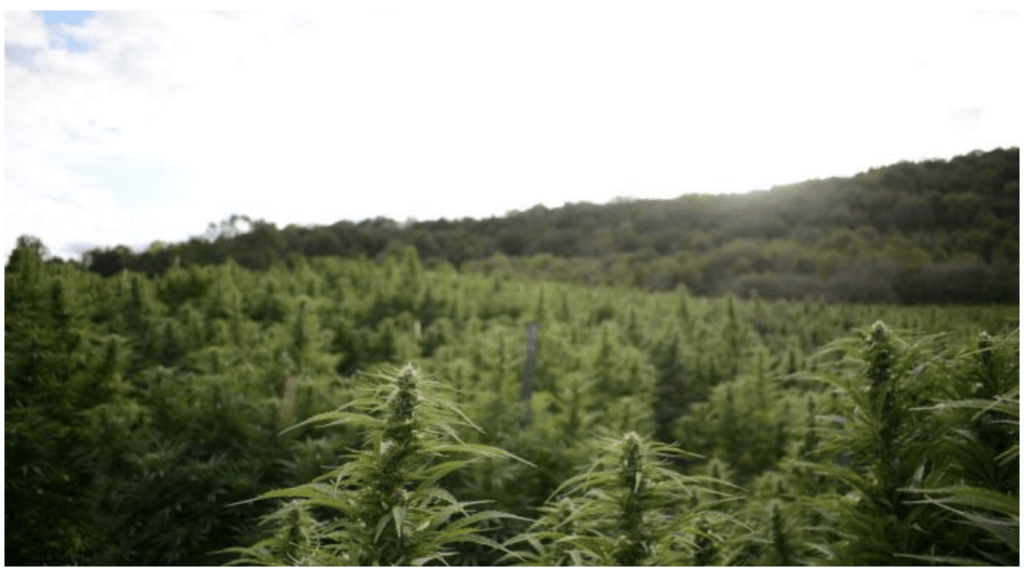 Tricolla Farms hemp fields