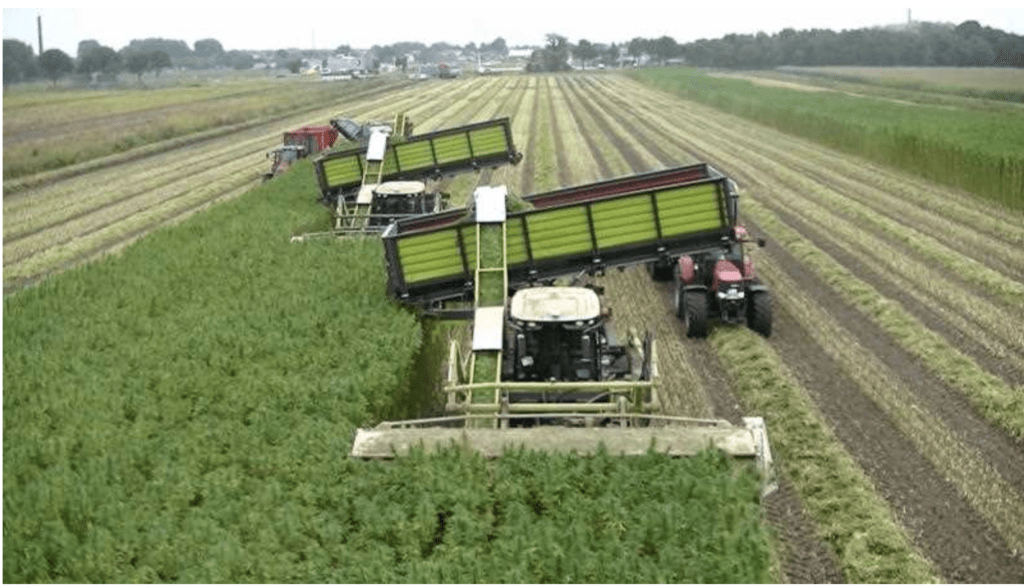 industrial hemp combine harvest