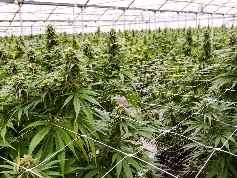 adult use cannabis grow operation