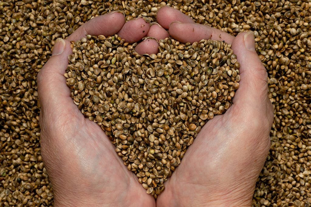 hemp seeds in a hand in the shape of a heart