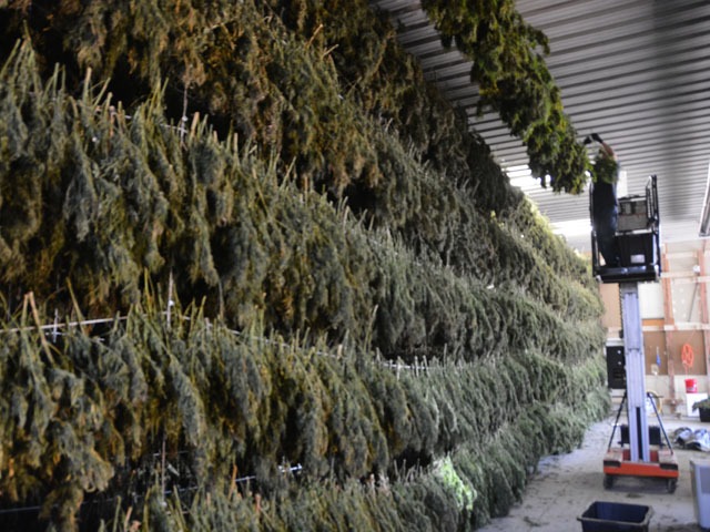 warehouse of hemp hang drying after harvest