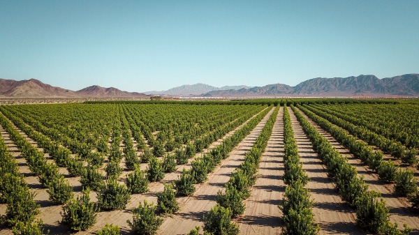 commercial hemp farm in the desert