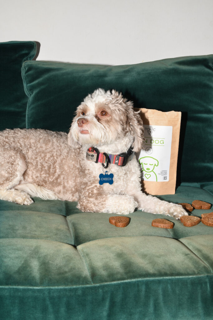 Dog laying on a couch with TONIC Zen Dog CBD treats