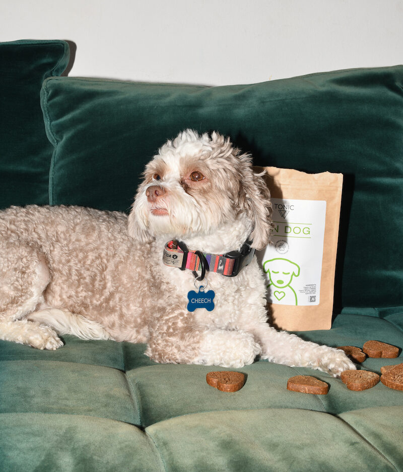 relaxed dog on couch with dog treats