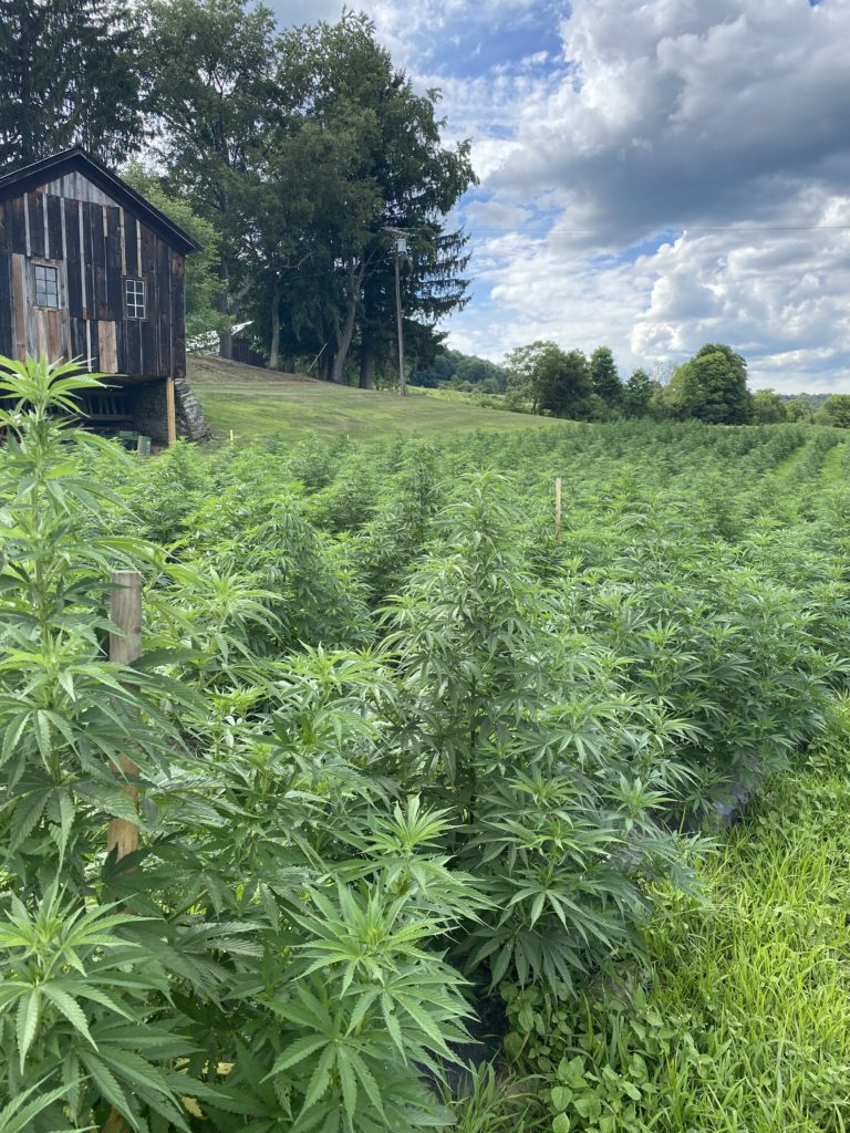 tricolla-farms hemp farm upstate new-york