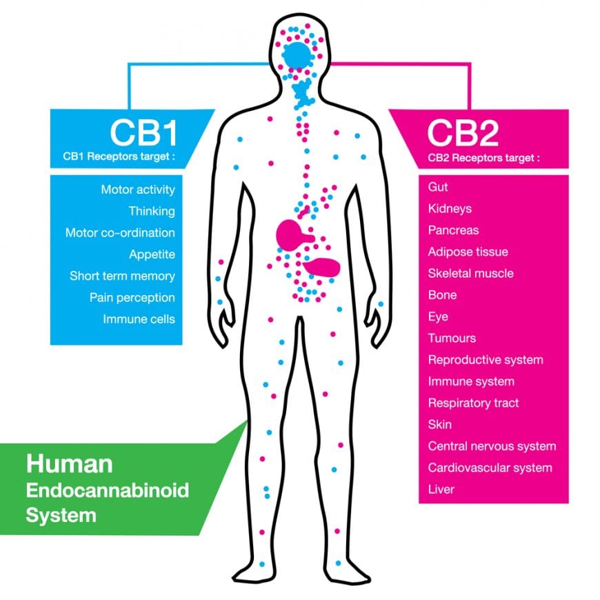 CBD ECS system