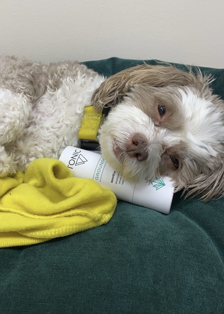 extremely relaxed dog on CBD dog treats