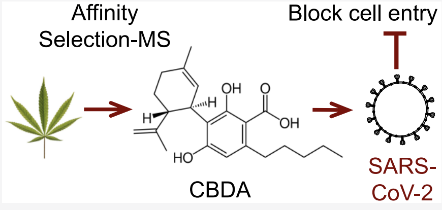 university of Oregon study CBDA and CBGA block entry of SARS-COV-2 into cells